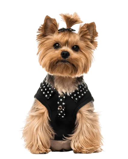 Yorkshire Terrier 7