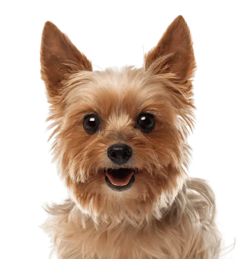 Yorkshire Terrier Bild
