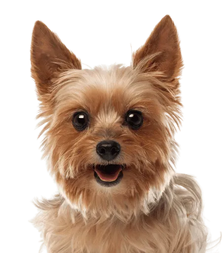 Bild für Yorkshire Terrier