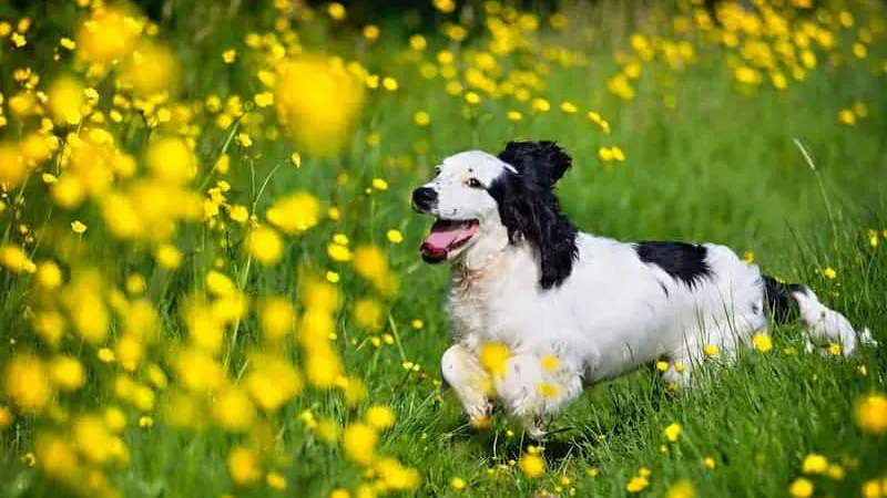 Hund spielt auf Wiese
