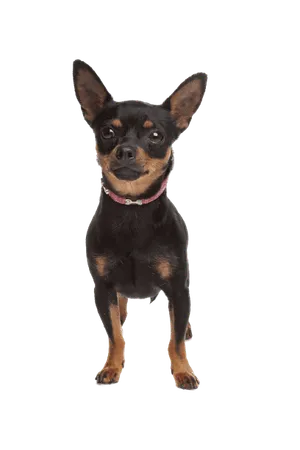 Zwergpinscher (6)