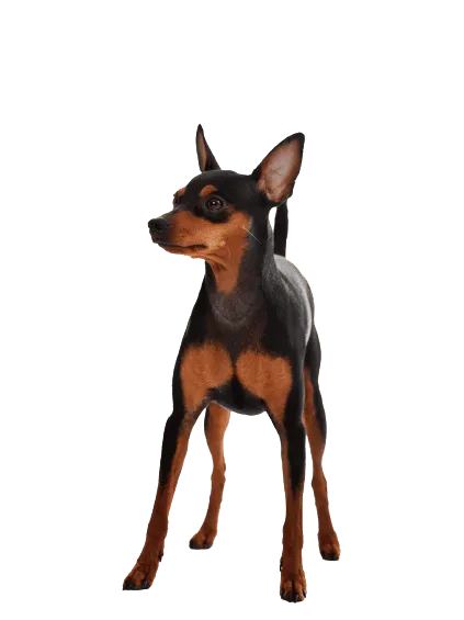 Zwergpinscher (2)