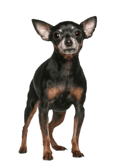 Zwergpinscher (4)