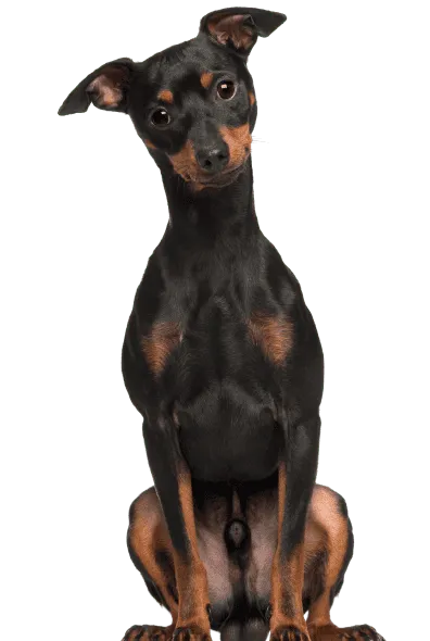 Zwergpinscher (5)