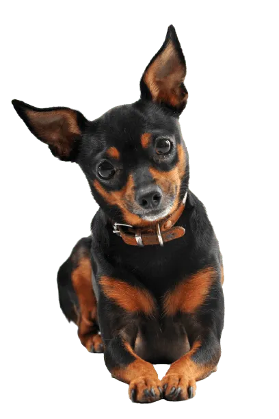 Zwergpinscher Bild