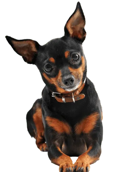 Bild für Zwergpinscher