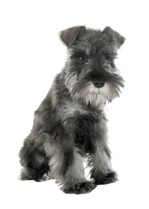 Zwergschnauzer (5)