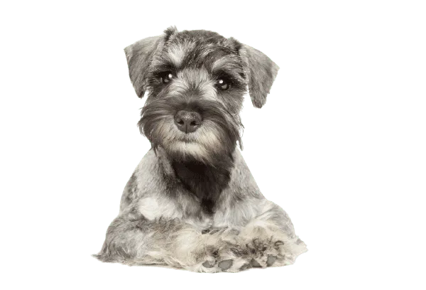 Zwergschnauzer Bild
