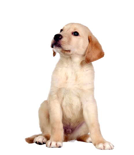 Labrador Retriever Puppy