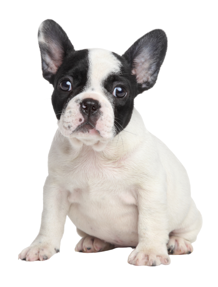 Französische_Bulldogge_Puppy