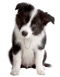 Border Collie Puppy