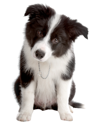 Border Collie Puppy