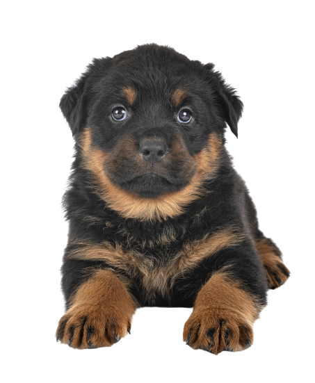 Rottweiler puppy