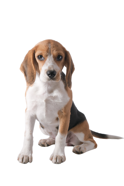 Beagle Puppy