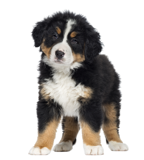 Berner Sennenhund Puppy