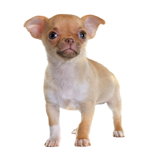 Chihuahua puppy