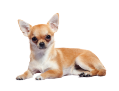 Chihuahua (5)