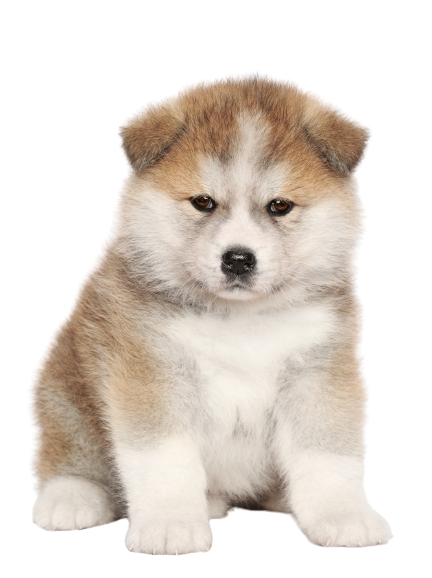 Akita Puppy