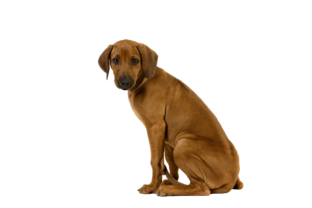 Rhodesian Ridgeback Puppy