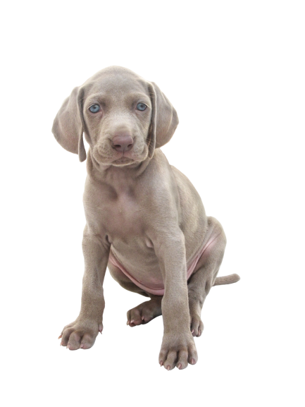 Weimaraner Puppy