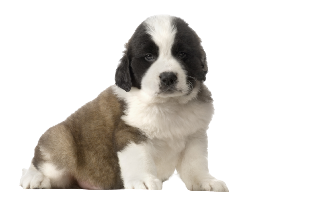 Bernhardiner Puppy