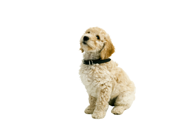 Cockapoo Puppy