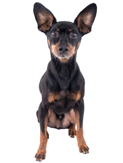 Deutscher Pinscher 1