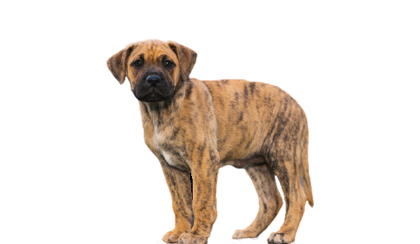 Dogo Canario Puppy