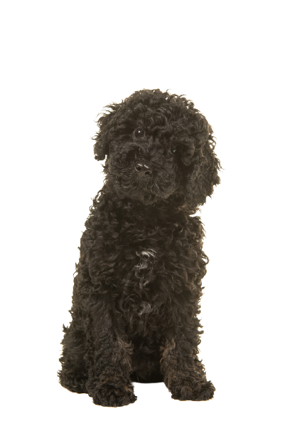 Labradoodle (1)