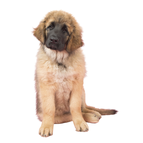 Leonberger Puppy