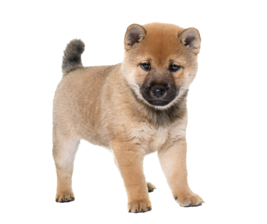 Shiba Inu Puppy