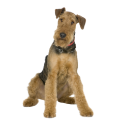 Airedale Terrier (4)