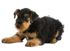 Airedale Terrier (6)