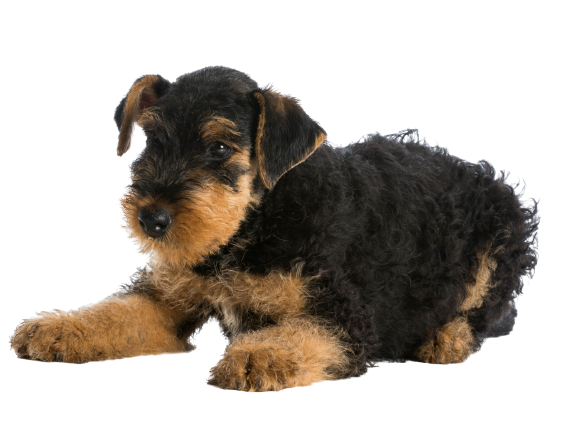 Airedale Terrier (6)