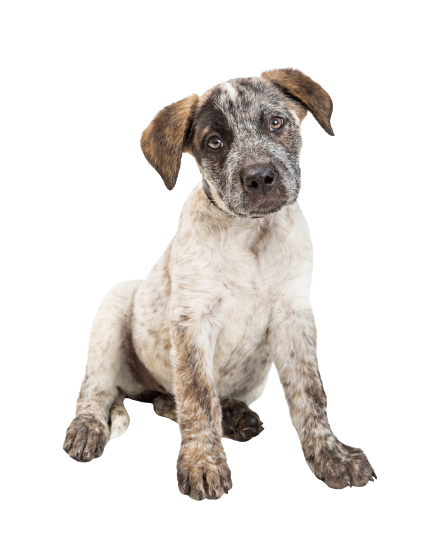 Australian Cattle Dog (3)