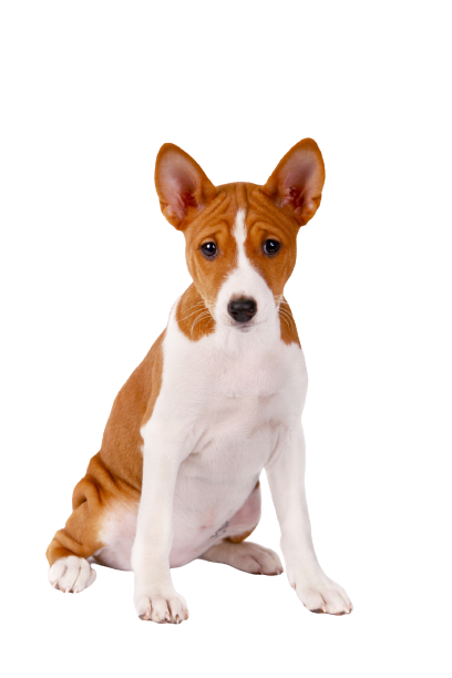 Basenji (2)