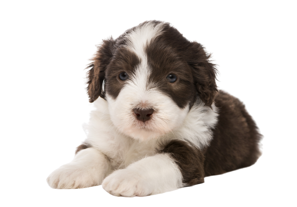 Bearded Collie Puppy