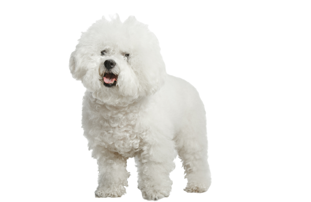 Bichon Frise 1