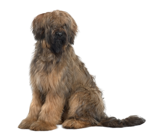 Briard (5)