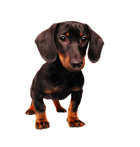 Dachshund 2