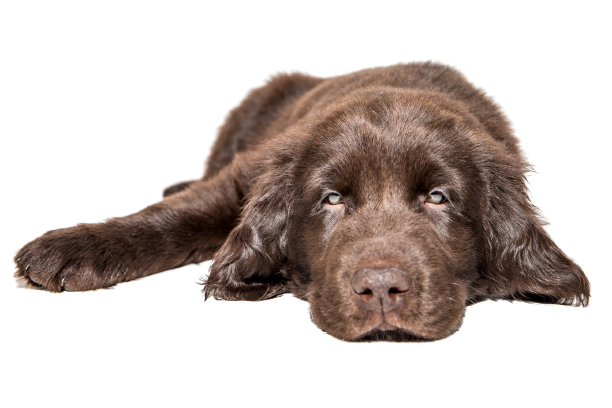 Flat-Coated Retriever (1)