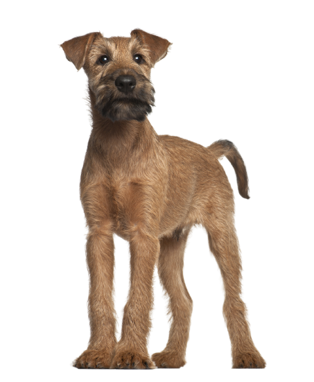 Irish Terrier (6)