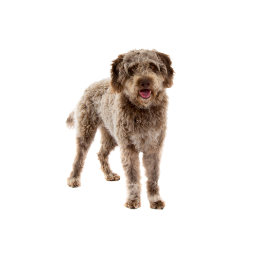 Lagotto Romagnolo (2)