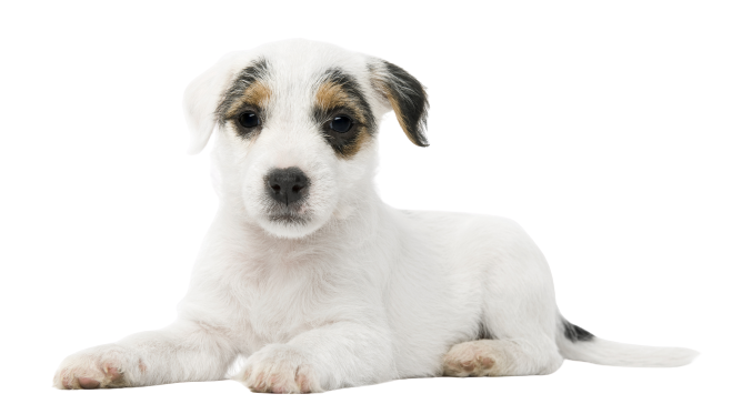 Parson Russell Terrier puppy