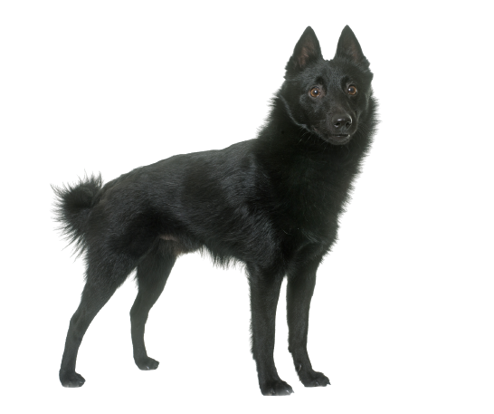 Schipperke