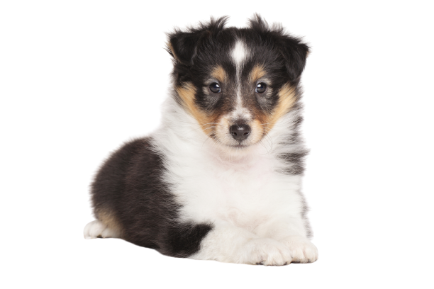 Shetland Sheepdog (2)