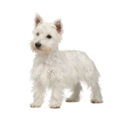 West Highland White Terrier (4)