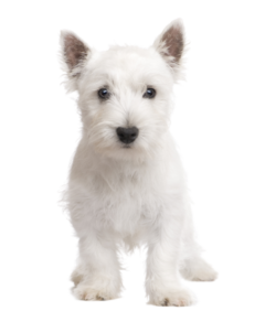 West Highland White Terrier (6)