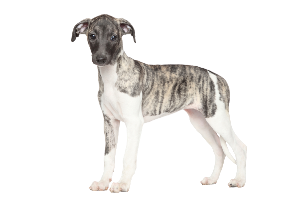 Whippet (4)