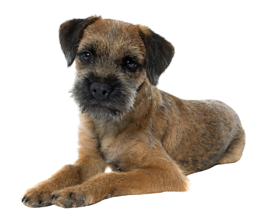 border terrier (1)